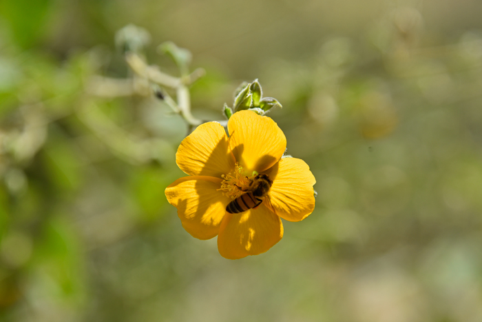 Chisos Mtn False Indianmallow; many species of the Mallow Family, including Velvet-leaf Mallow are heavily insect pollinated. Here a honey bee (Apis) extracts nectar from the showy flower. Allowissadula holosericea 
